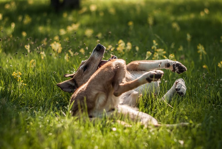 Smooth Collie rolling on the grass.