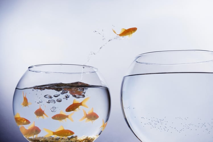 Goldfish jumping into a refreshed bowl