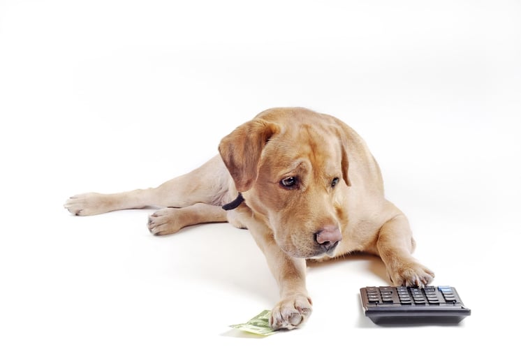 A dog with money and calculator