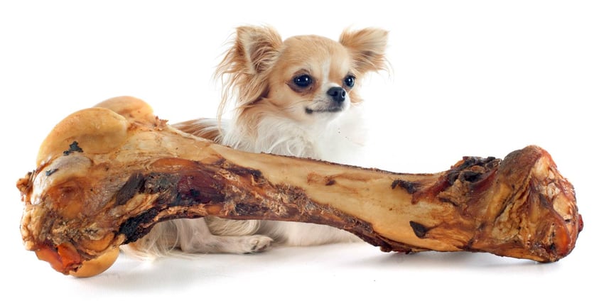 Small dog with a large bone