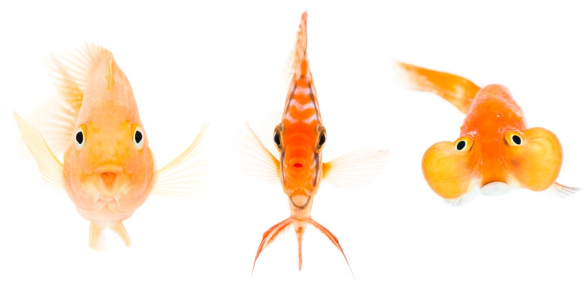 Three fish