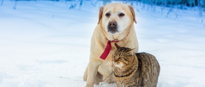 A cat and dog in the snow