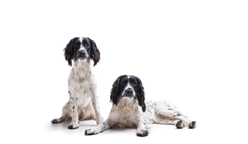 Two black and white dogs