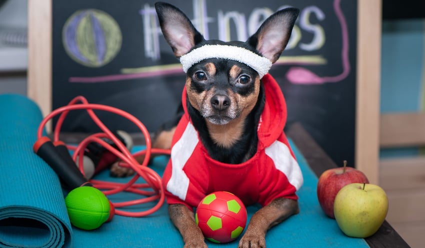 financial wellness and healthcare costs dog