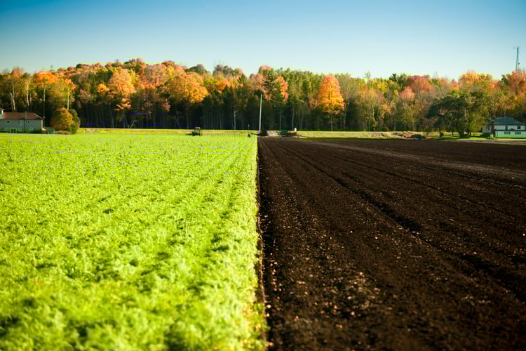 Crops on half a farm field
