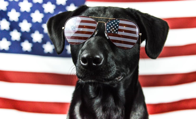 A dog showing his Patriotism