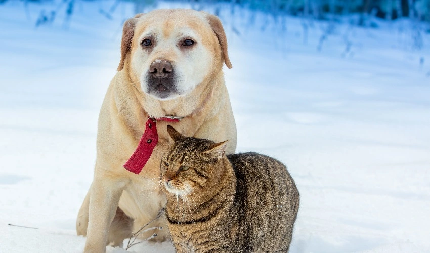 A Cat and Dog In The Snow